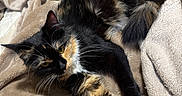 Spooky is registered to the contest to win money with this photo: cat, calico_cat, animal, pet, feline, fur, whiskers, blanket, soft, cozy, resting, indoor, yellow_eyes, black_fur, orange_fur, white_paws, relaxed, cute, domestic_animal, sleepy