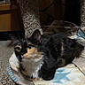 calico_cat, cat, pet, indoor, blanket, carpet, cat_tree, feline, animal, resting, curious, yellow_eyes, soft_texture, cozy, fur, whiskers, ears, domestic_cat, relaxed, home