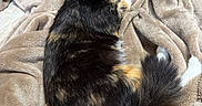 Spooky joined the competition — help win amazing prizes! animal, bedroom, blanket, cat, comfort, cozy, cute, domestic, feline, fur, indoor, paws, pet, relaxation, resting, sleepy, soft, tail, tortoiseshell_cat, whiskers