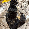 Spooky joined the competition — help win amazing prizes! cat, tortoiseshell_cat, feline, pet, animal, fur, whiskers, paws, blanket, soft, cozy, indoor, resting, sleepy, tail, bedroom, comfort, relaxation, domestic, cute