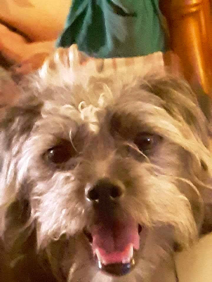 Tallica is registered to the contest to win money with this photo: canidae, carnivore, companion_dog, dog, dog_breed, dog_clothes, fawn, fur, head, liver, maltepoo, puppy_love, small_terrier, snout, sporting_group, terrier, toy_dog, whiskers, working_animal, yorkipoo