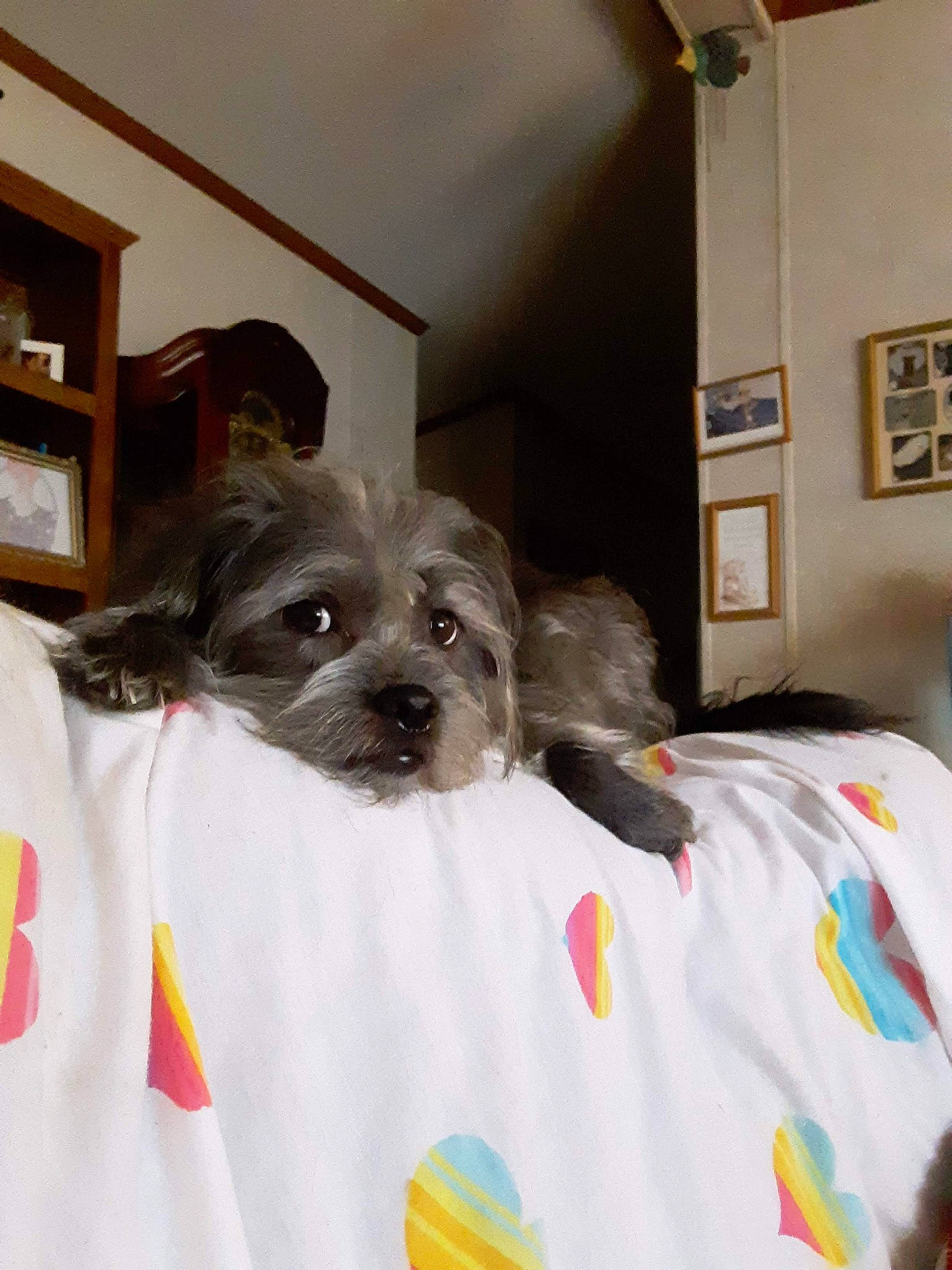 Tallica joined the competition — help win amazing prizes! canidae, carnivore, comfort, companion_dog, dog, dog_breed, dog_supply, fawn, felidae, fur, grey, linens, picture_frame, small_terrier, snout, sporting_group, standard_schnauzer, terrier, toy_dog, working_animal