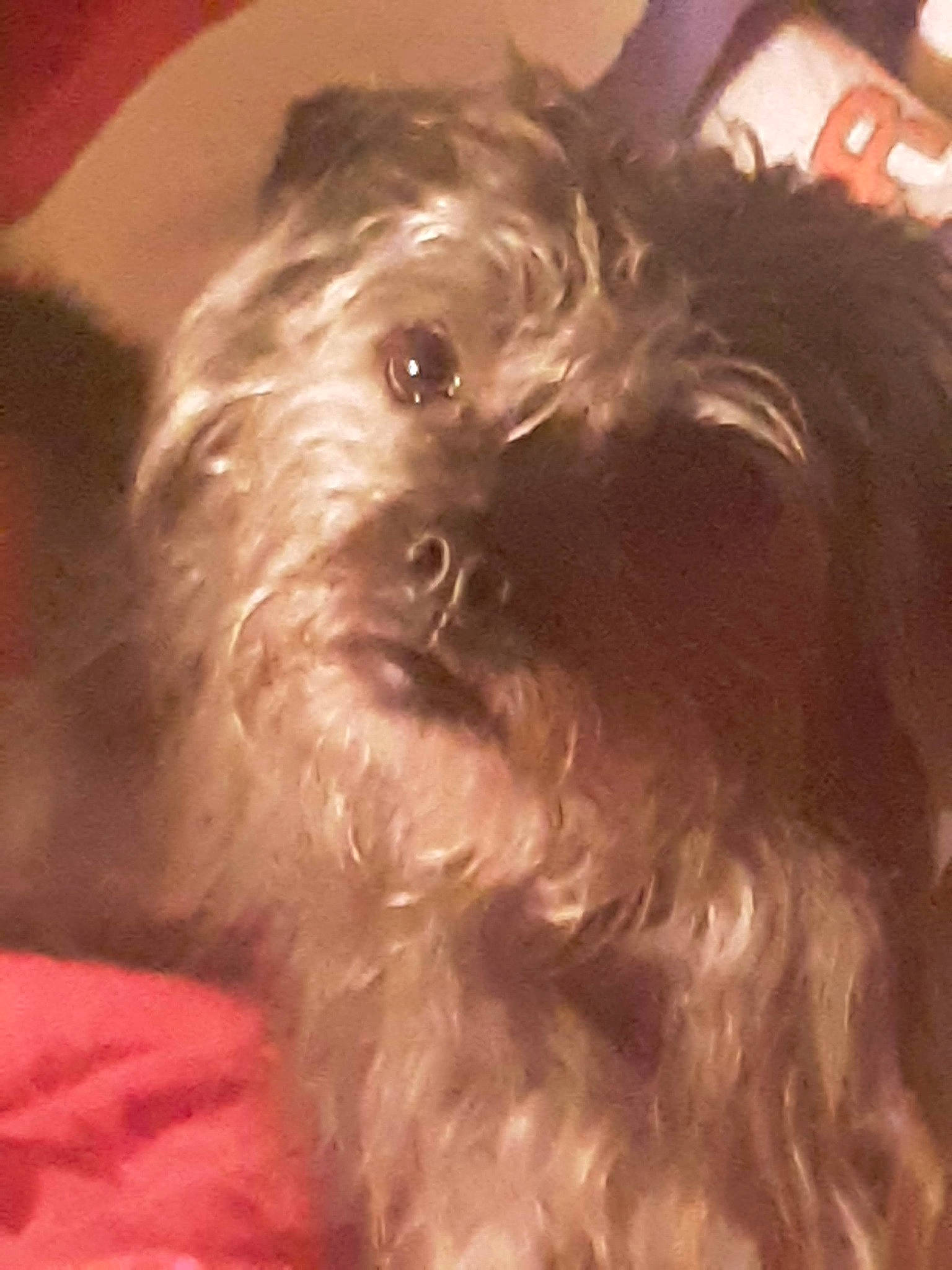 Tallica joined the competition — help win amazing prizes! biewer_terrier, carnivore, cockapoo, companion_dog, dog, dog_breed, fur, liver, poodle_crossbreed, puppy_love, shih_poo, small_terrier, snout, sporting_group, terrier, toy_dog, water_dog, whiskers, working_animal, yorkipoo