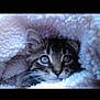 kitten, cat, animal, pet, cute, furry, whiskers, eyes, blanket, soft, cozy, fur, indoor, comfort, resting, small, young, warm, snuggled, curious