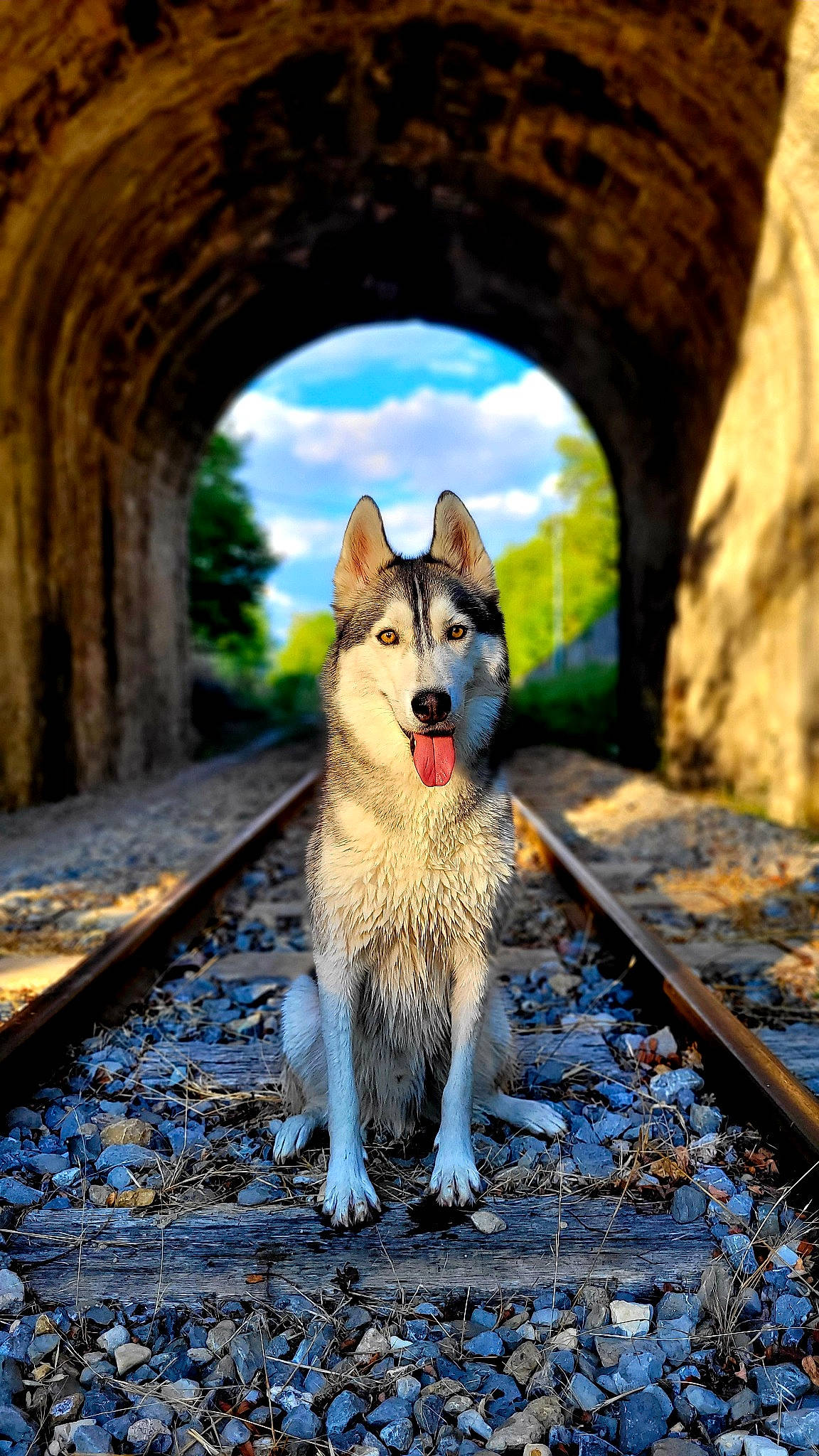 Slava a rejoint le concours — aidez-le/la à gagner de superbes lots ! canidae, canis, carnivore, cloud, companion_dog, dog, dog_breed, electric_blue, fawn, leash, leisure, plant, sky, snout, sporting_group, street_fashion, tail, tree, whiskers, wood