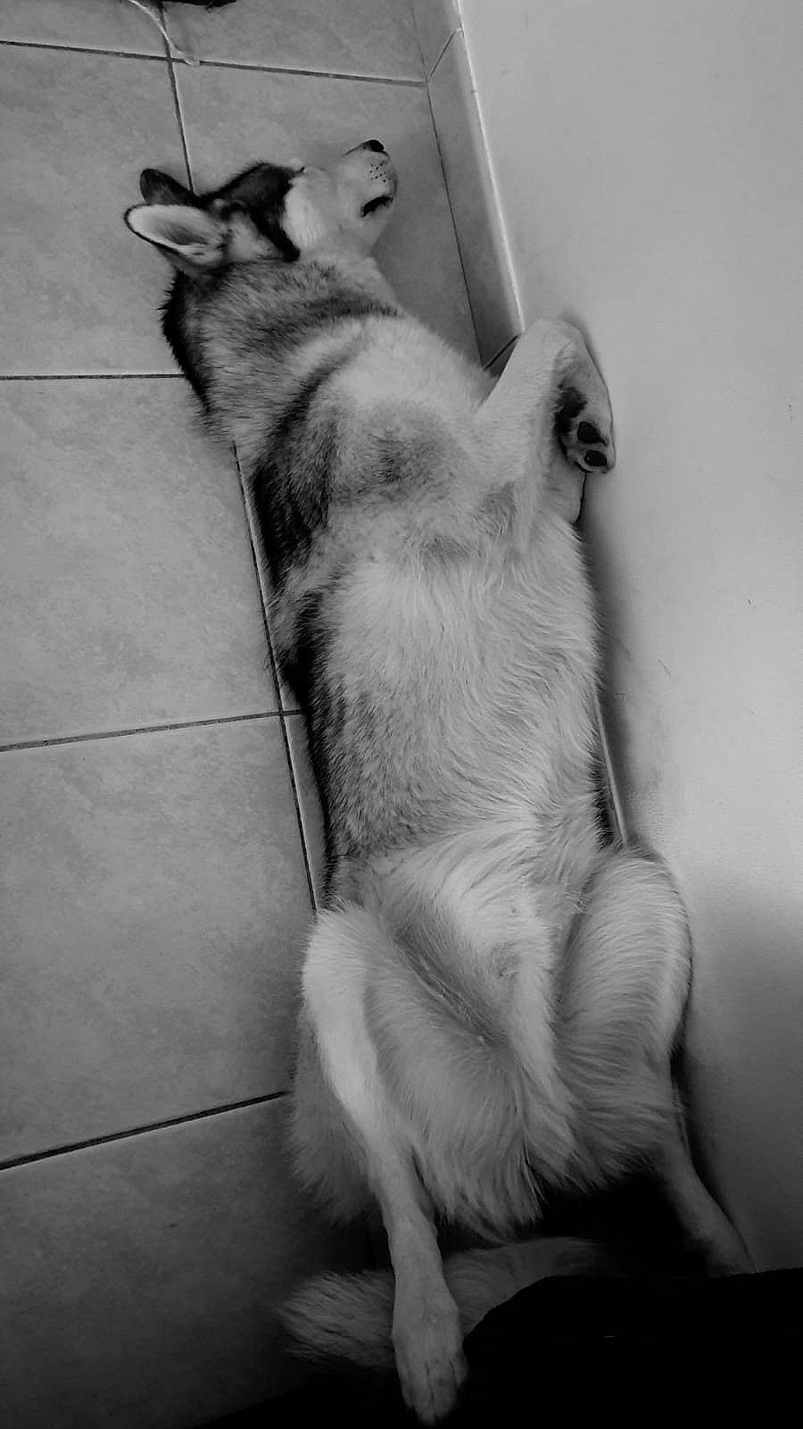 Slava a rejoint le concours — aidez-le/la à gagner de superbes lots ! black_and_white, carnivore, cat, companion_dog, dog_breed, domestic_short_haired_cat, fawn, felidae, fur, gesture, grey, human_leg, monochrome, monochrome_photography, paw, small_to_medium_sized_cats, snout, style, tail, whiskers