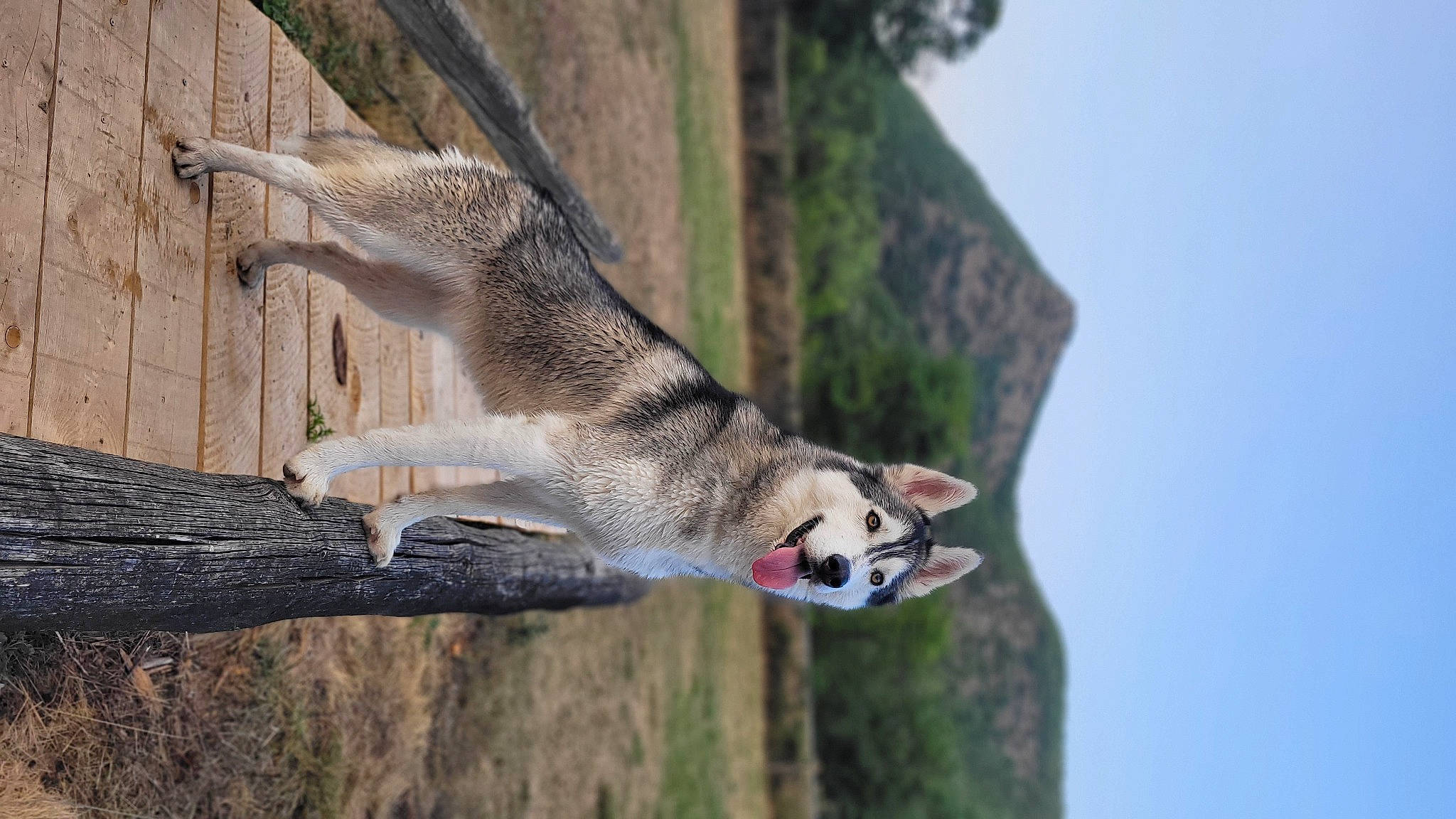 Slava participe au concours pour gagner de l'argent avec cette photo : beak, claw, falconiformes, fawn, foot, fur, grass, plant, sky, snout, tail, terrestrial_animal, tree, trunk, whiskers, wildlife, wing, wood