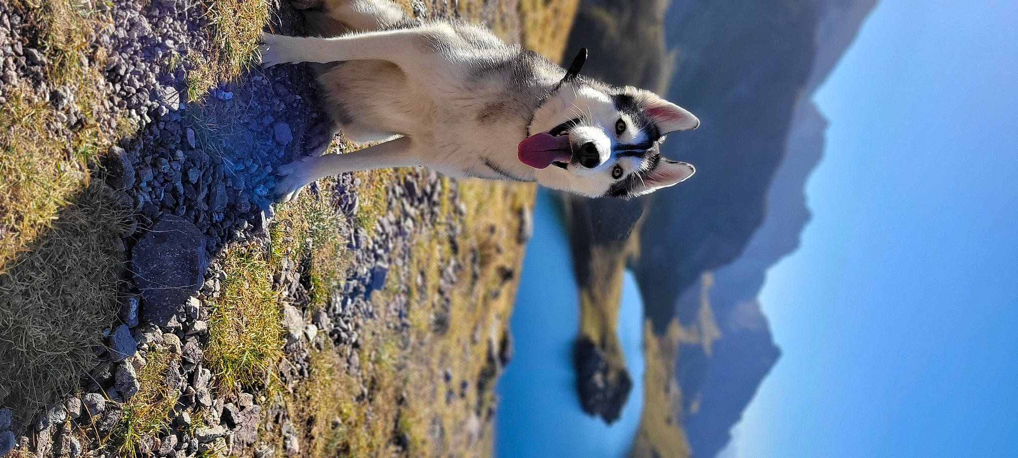 Slava a rejoint le concours — aidez-le/la à gagner de superbes lots ! _geese_and_swans, canidae, carnivore, cloud, dog, dog_breed, ducks, fur, light, plant, reflection, sky, sporting_group, tail, tree, water, water_bird, waterfowl, wildlife, winter