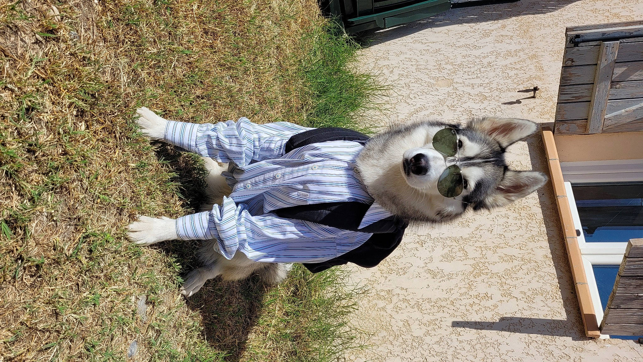 Slava participe au concours pour gagner de l'argent avec cette photo : canidae, carnivore, companion_dog, dog, dog_breed, dog_supply, fur, grass, natural_material, non_sporting_group, plant, sporting_group, tail, terrestrial_animal, wood, working_animal