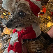 Bandit is registered to the contest to win money with this photo: dog, small_dog, scarf, hat, christmas_tree, holiday, decorations, lights, hand, fur, cute, pet, winter_clothing, indoor, portrait, animal, festive, warm_lighting, cozy, seasonal