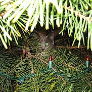 Tacoma is registered to the contest to win money with this photo: animal, branches, cat, christmas_tree, cute, dark, festive, glowing_eyes, greenery, hidden, holiday, mystery, nature, night, no_humans, outdoor, pet, pine_branches, string_lights, wildlife