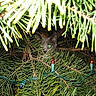 animal, branches, cat, christmas_tree, cute, dark, festive, glowing_eyes, greenery, hidden, holiday, mystery, nature, night, no_humans, outdoor, pet, pine_branches, string_lights, wildlife