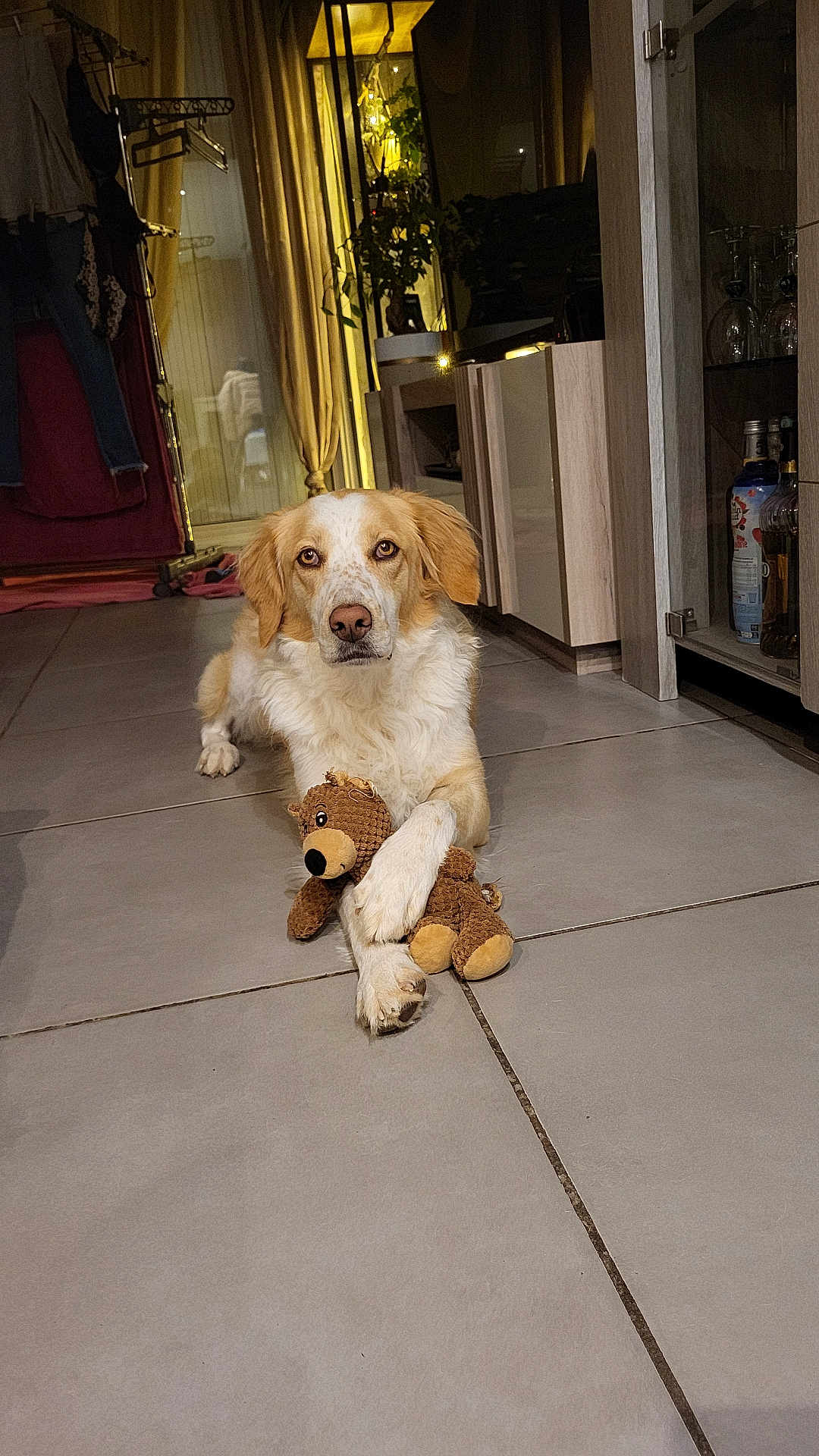 Pearl participe au concours pour gagner de l'argent avec cette photo : dog, indoor, teddy_bear, toy, floor, tile, furniture, cabinet, curtains, plant, lighting, home, pet, brown, white, cute, relaxed, domestic, animal, cozy