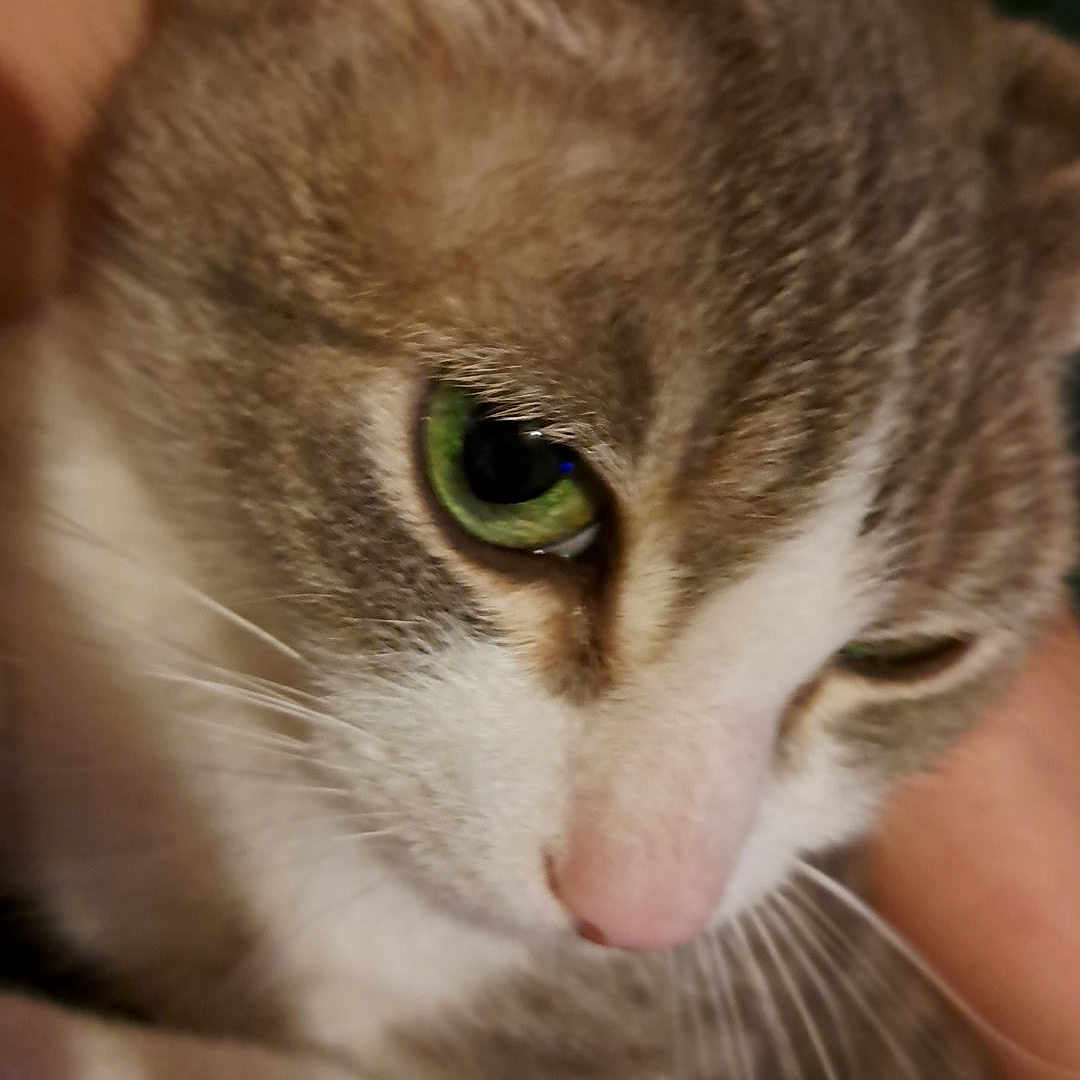 Nina participe au concours pour gagner de l'argent avec cette photo : abyssinian, angora, animal, cat, kitten, manx, pet, snout