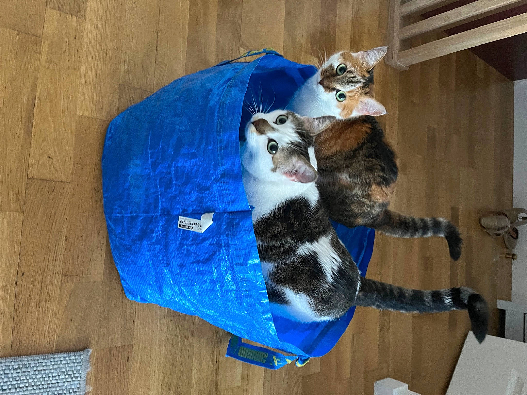 Pepsi Et Naya a rejoint le concours — aidez-le/la à gagner de superbes lots ! canidae, carnivore, cat, cat_supply, comfort, dog_breed, domestic_short_haired_cat, electric_blue, felidae, fur, hardwood, mammal, natural_material, small_to_medium_sized_cats, snout, sporting_group, tail, terrestrial_animal, whiskers, wood