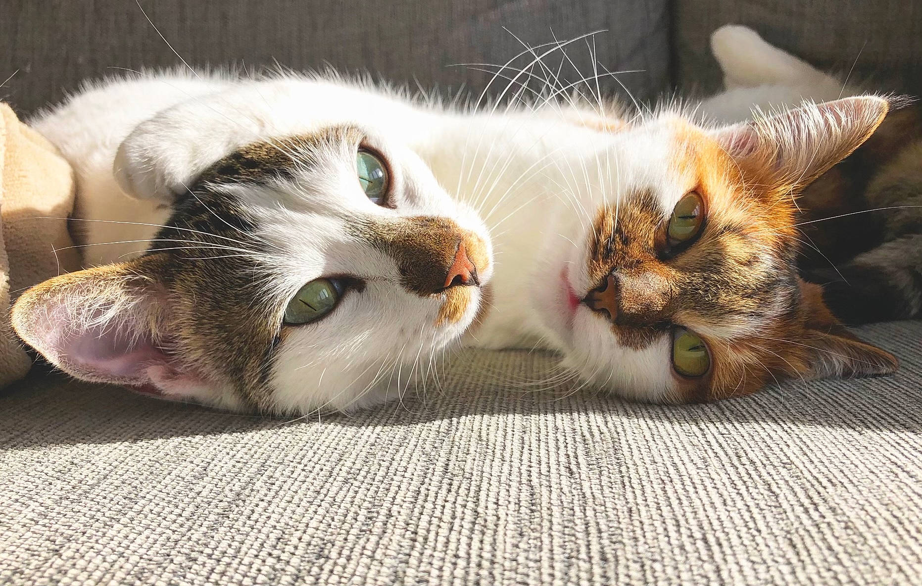 Pepsi Et Naya a rejoint le concours — aidez-le/la à gagner de superbes lots ! carnivore, cat, claw, comfort, domestic_short_haired_cat, eye, fawn, felidae, fur, nap, paw, sleep, small_to_medium_sized_cats, snout, tail, whiskers
