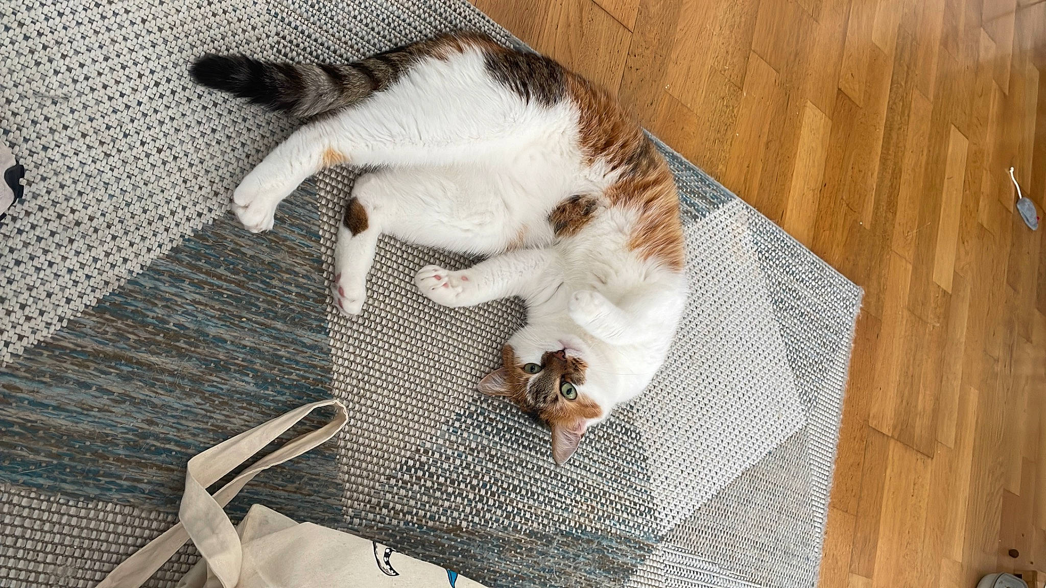 Pepsi Et Naya participe au concours pour gagner de l'argent avec cette photo : carnivore, cat, claw, comfort, companion_dog, dog_breed, domestic_short_haired_cat, fawn, felidae, floor, flooring, fur, hardwood, linens, paw, small_to_medium_sized_cats, sporting_group, tail, whiskers, wood