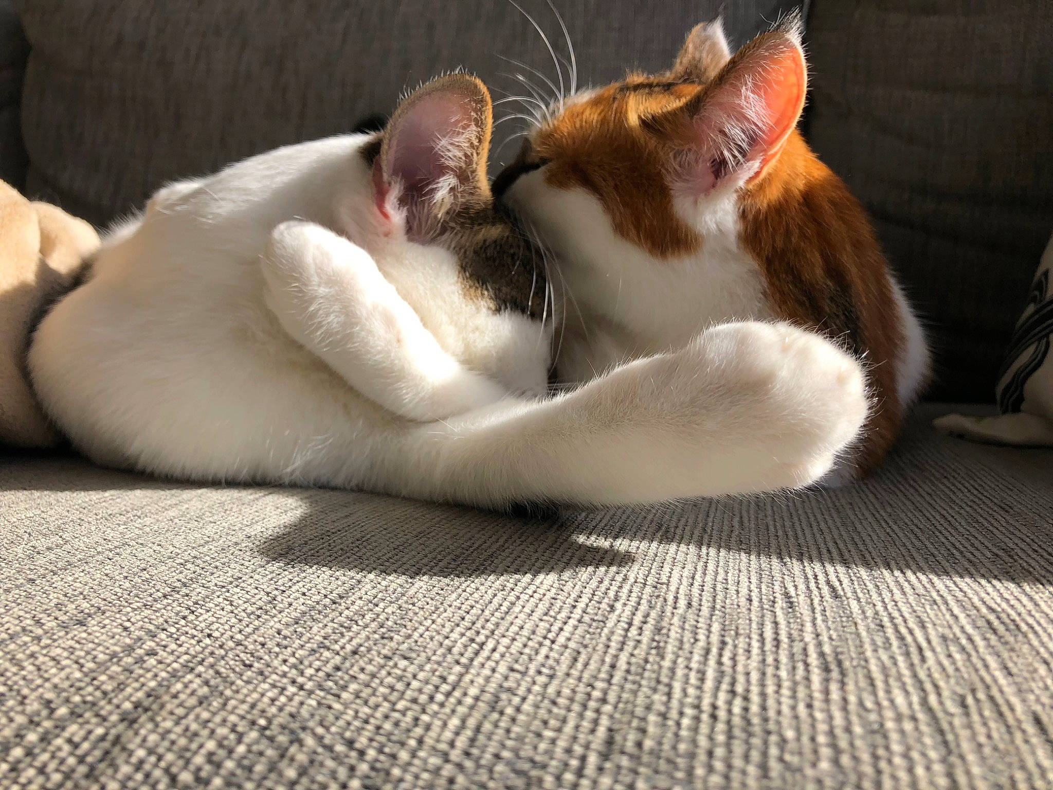 Pepsi Et Naya participe au concours pour gagner de l'argent avec cette photo : carnivore, cat, claw, comfort, eye, fawn, felidae, flooring, grey, human_body, human_leg, jaw, leg, paw, small_to_medium_sized_cats, snout, tail, whiskers, wildlife, wood