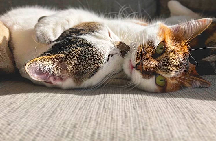 Pepsi Et Naya participe au concours pour gagner de l'argent avec cette photo : carnivore, cat, claw, comfort, domestic_short_haired_cat, eye, fawn, felidae, foot, fur, nap, paw, sleep, small_to_medium_sized_cats, snout, tail, whiskers, wood