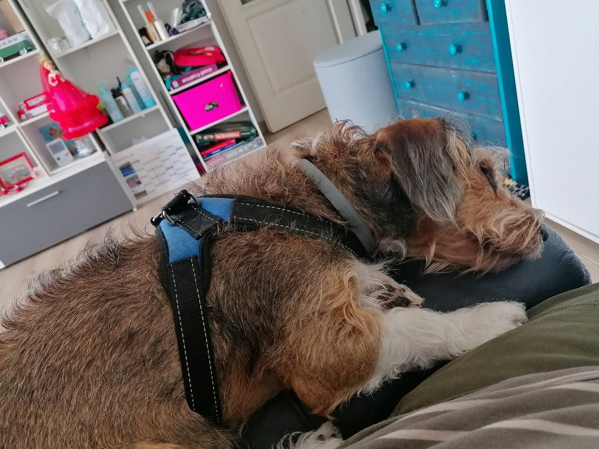 Titeuf a rejoint le concours — aidez-le/la à gagner de superbes lots ! cabinetry, carnivore, chest_of_drawers, collar, comfort, companion_dog, dog, dog_breed, drawer, fawn, floor, flooring, fur, liver, mammal, room, shelf, snout, wood, working_animal