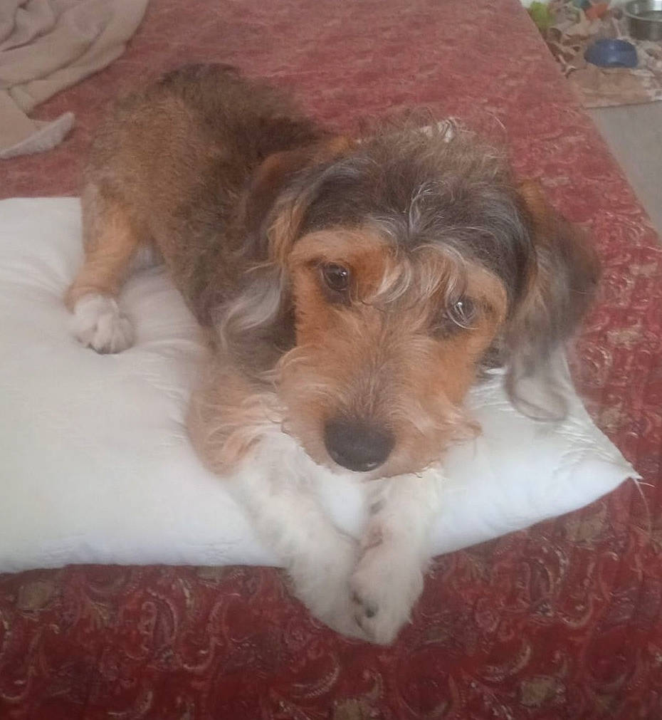 Titeuf participe au concours pour gagner de l'argent avec cette photo : canidae, carnivore, comfort, companion_dog, dog, dog_breed, dog_supply, fawn, fur, liver, small_terrier, snout, sporting_group, terrier, toy_dog, working_animal