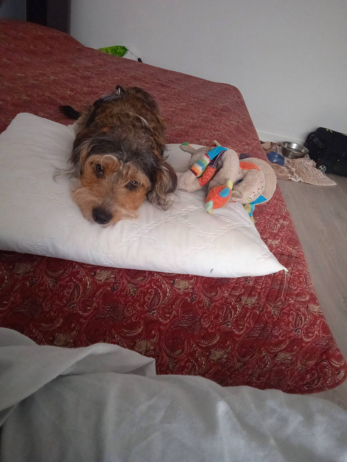 Titeuf participe au concours pour gagner de l'argent avec cette photo : bed, bedding, bedroom, bedtime, canidae, carnivore, comfort, companion_dog, dog, dog_breed, dog_supply, fawn, fur, linens, room, small_terrier, sporting_group, terrier, toy, toy_dog