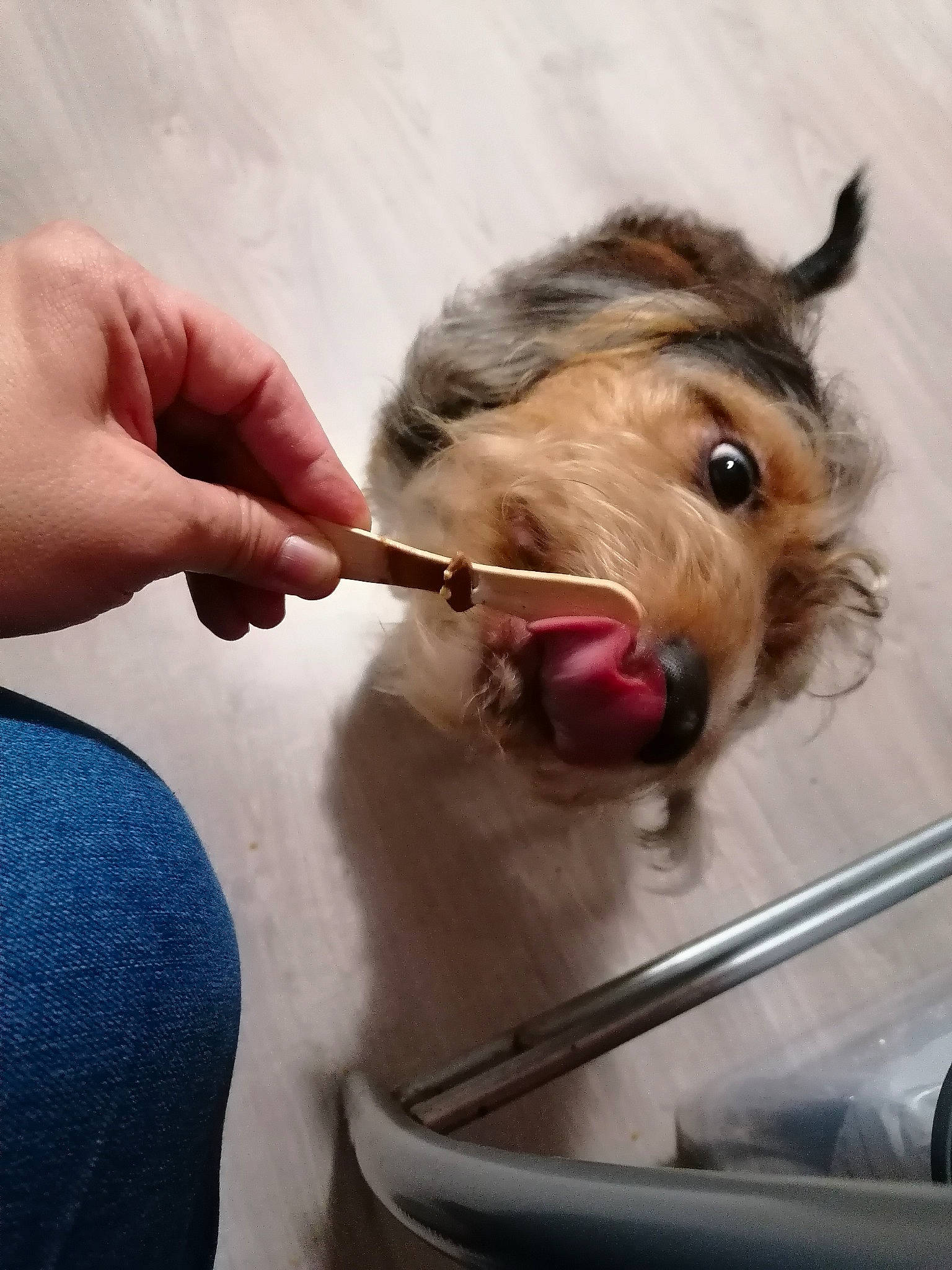 Titeuf participe au concours pour gagner de l'argent avec cette photo : canidae, carnivore, companion_dog, dog, dog_breed, dog_supply, eyelash, fawn, fur, ingredient, irish_terrier, liver, nail, pet_supply, recipe, snout, sporting_group, terrier, welsh_terrier, working_animal