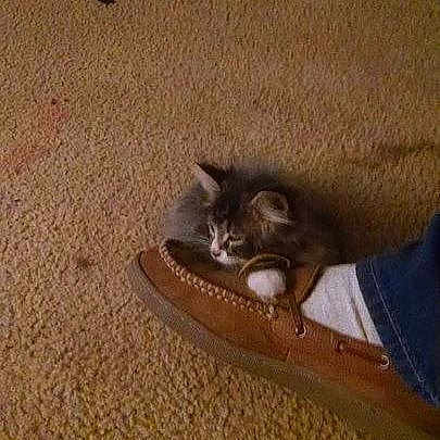 Logan is registered to the contest to win money with this photo: