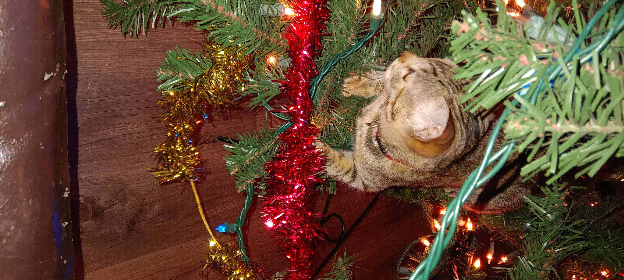 Baka joined the competition — help win amazing prizes! branch, christmas, christmas_decoration, christmas_eve, christmas_ornament, christmas_tree, conifer, event, evergreen, grass, holiday, holiday_ornament, light, ornament, plant, shortstraw_pine, toy, tradition, twig, wood