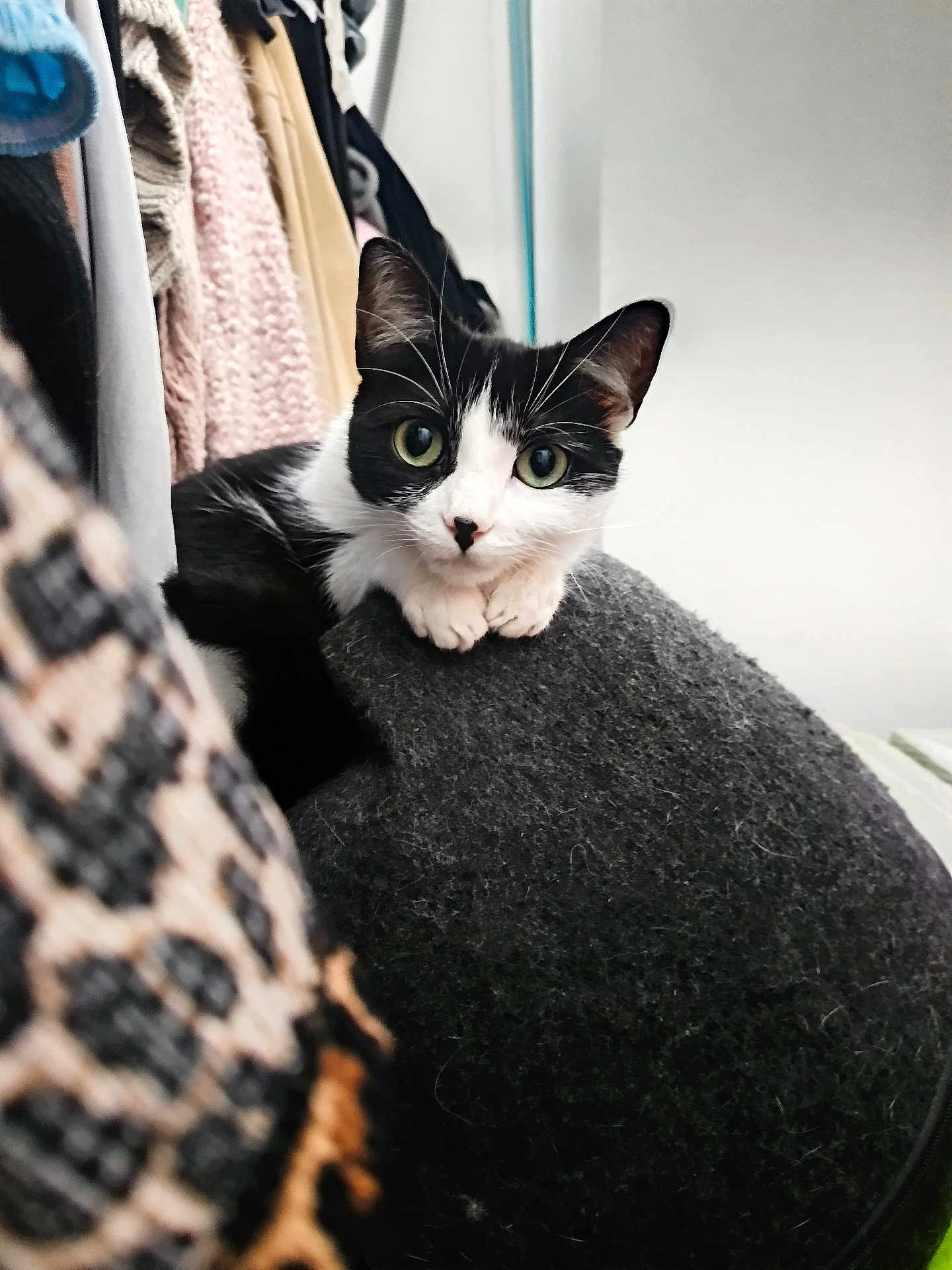 Chipie a rejoint le concours — aidez-le/la à gagner de superbes lots ! cat, black_and_white, green_eyes, fur, whiskers, clothes, hanger, fuzzy_surface, indoors, curious, pet, animal, close_up, soft_texture, cozy, resting, cute, portrait, paw, looking