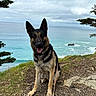 dog, german_shepherd, collar, leash, outdoor, cliff, ocean, water, sky, cloudy, trees, grass, rocks, nature, pet, animal, portrait, sitting, happy, landscape