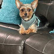Pepper is registered to the contest to win money with this photo: dog, small_dog, yorkie, terrier, pet, harness, pillow, couch, leather, living_room, portrait, ears, eyes, paws, cute, sitting, furry, domestic_animal, indoor, upholstery