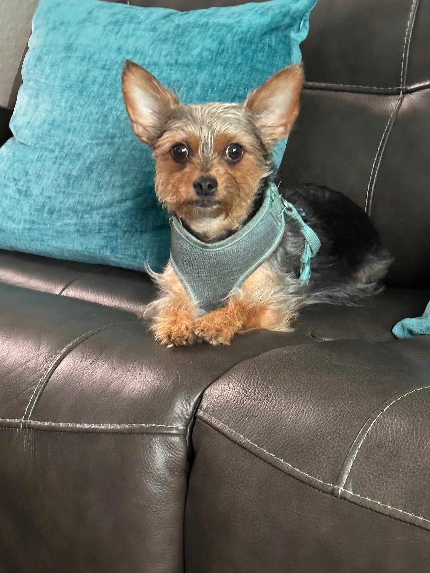Pepper is registered to the contest to win money with this photo: dog, small_dog, yorkie, terrier, pet, harness, pillow, couch, leather, living_room, portrait, ears, eyes, paws, cute, sitting, furry, domestic_animal, indoor, upholstery