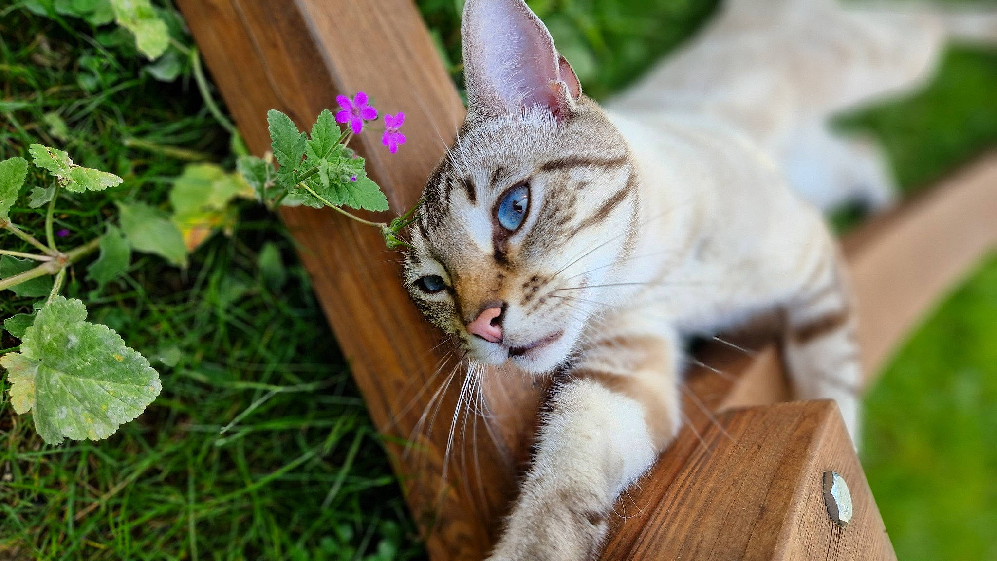 Tempête a rejoint le concours — aidez-le/la à gagner de superbes lots ! annual_plant, carnivore, cat, domestic_short_haired_cat, fawn, felidae, flower, fur, grass, groundcover, herb, herbaceous_plant, paw, plant, small_to_medium_sized_cats, tail, tree, whiskers, wildlife, wood