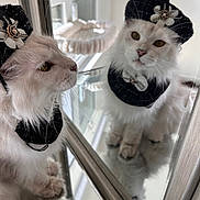 Stormi is registered to the contest to win money with this photo: cat, white_cat, mirror, reflection, hat, flower, collar, indoor, furniture, window, pet, fluffy, portrait, whiskers, closeup, cute, animal, looking, soft_light, decorative