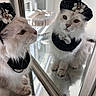 cat, white_cat, mirror, reflection, hat, flower, collar, indoor, furniture, window, pet, fluffy, portrait, whiskers, closeup, cute, animal, looking, soft_light, decorative
