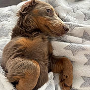 Apéro participe au concours pour gagner de l'argent avec cette photo : dog, puppy, blanket, snuggled, cozy, fur, paw, resting, cute, brown, soft, indoor, comfortable, pet, animal, relaxed, sleepy, star_pattern, side_view, warm