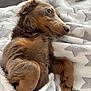 dog, puppy, blanket, snuggled, cozy, fur, paw, resting, cute, brown, soft, indoor, comfortable, pet, animal, relaxed, sleepy, star_pattern, side_view, warm