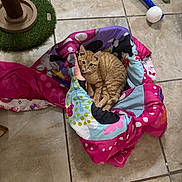 Fintu is registered to the contest to win money with this photo: cat, orange_tabby, blanket, polka_dot, tile_floor, scratching_post, toy_ball, toy_bat, indoor, pet, feline, playful, cozy, curious, colorful, animal, resting, cute, domestic, floor