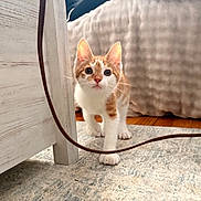 Callie is registered to the contest to win money with this photo: cat, kitten, pet, indoor, rug, whiskers, paws, ears, orange_white, curious, furniture, bed, carpet, hardwood_floor, cable, close_up, portrait, playful, wooden_table, home_interior