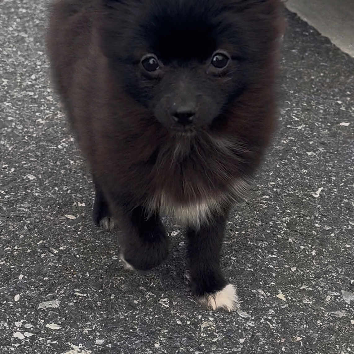 Chiquita is registered to the contest to win money with this photo: animal, canine, cat, chow, cockerspaniel, dog, eskimodog, kitten, papillon, pet, puppy, slate