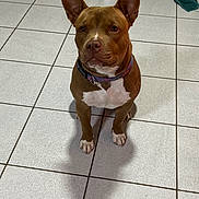 View a rejoint le concours — aidez-le/la à gagner de superbes lots ! alert, animal, brown_dog, canine, collar, companion, dog, domestic, ears_up, floor, household, indoor, looking_up, paw, pet, shadow, short_hair, sitting, tile_floor, white_markings
