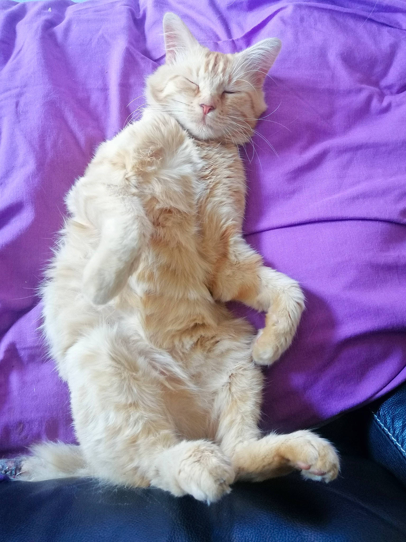 Chipster a rejoint le concours — aidez-le/la à gagner de superbes lots ! carnivore, cat, claw, comfort, electric_blue, fawn, felidae, fur, magenta, paw, small_to_medium_sized_cats, tail, terrestrial_animal, whiskers