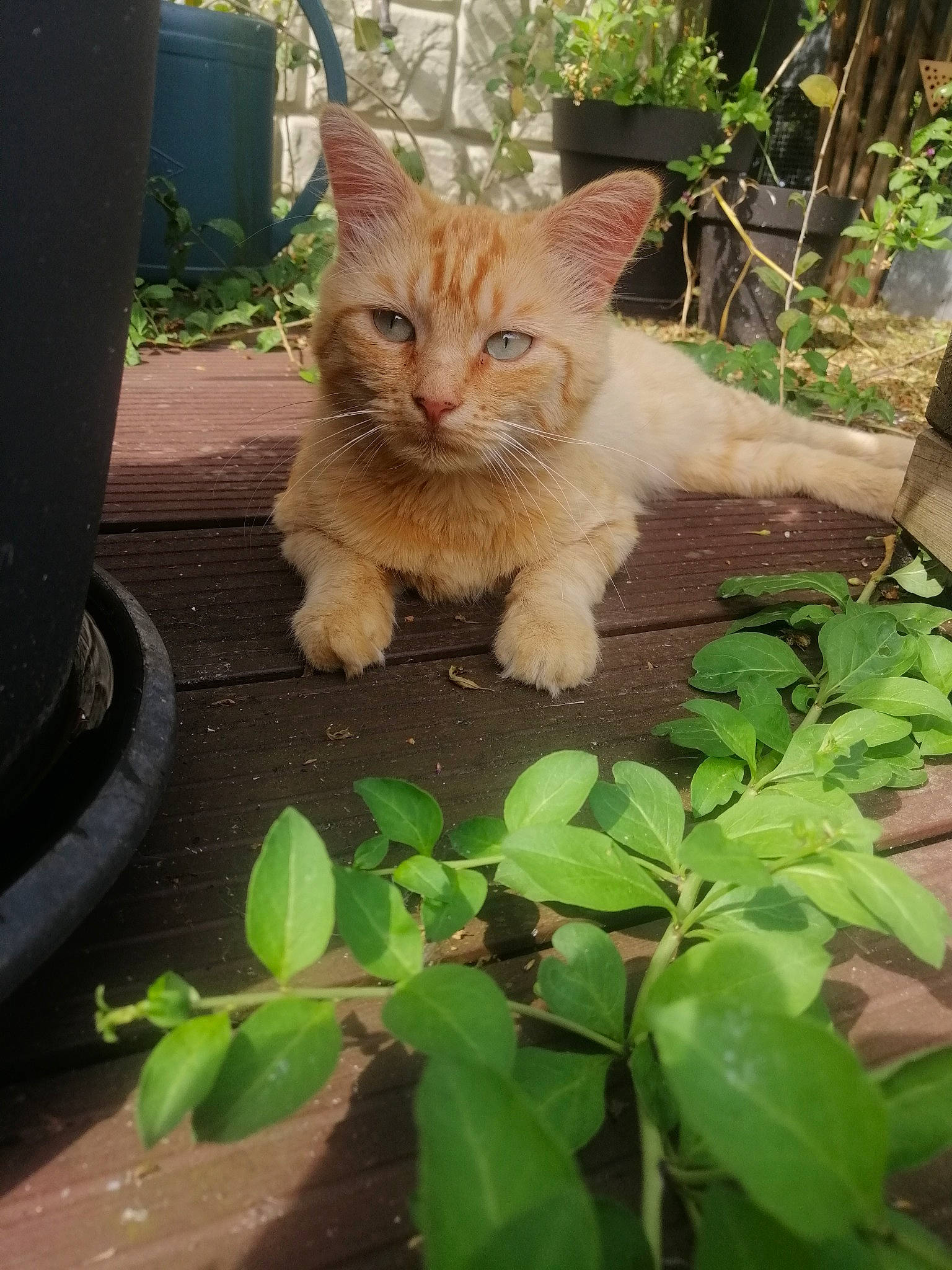Chipster participe au concours pour gagner de l'argent avec cette photo : carnivore, cat, claw, domestic_short_haired_cat, fawn, felidae, fur, grass, groundcover, herb, paw, plant, small_to_medium_sized_cats, snout, tail, terrestrial_animal, tree, whiskers, wildlife, wood