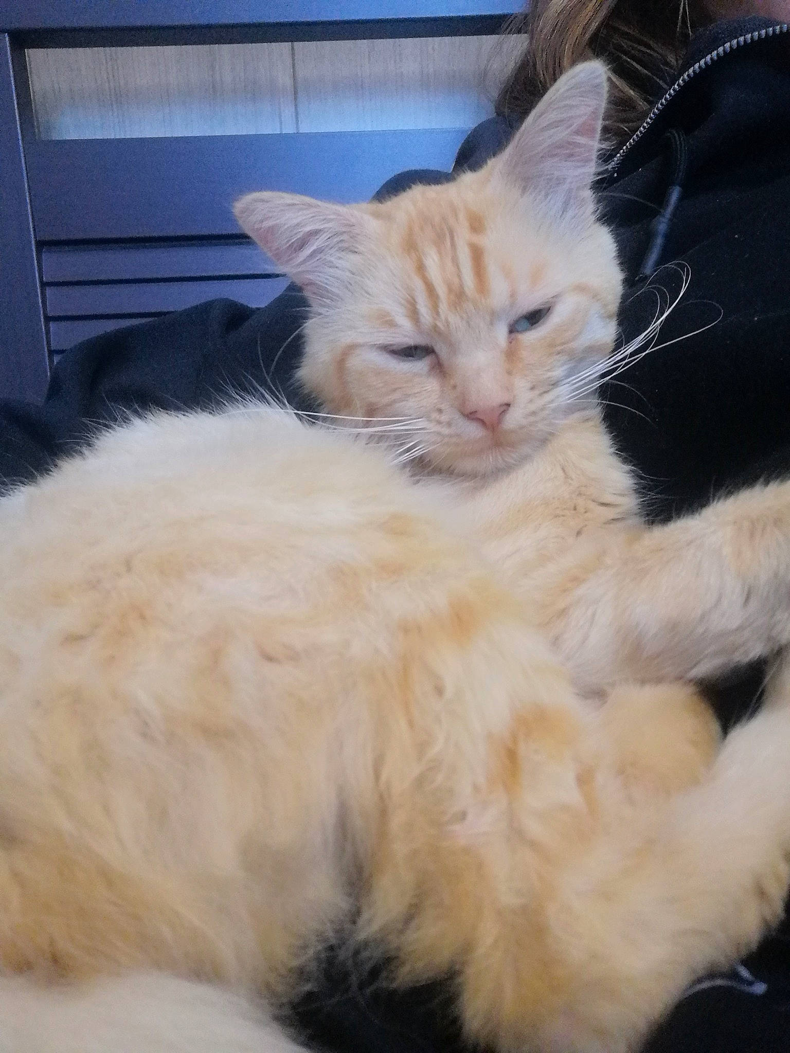 Chipster a rejoint le concours — aidez-le/la à gagner de superbes lots ! bed, carnivore, cat, claw, comfort, domestic_short_haired_cat, ear, fawn, felidae, fur, gesture, lap, nap, paw, small_to_medium_sized_cats, snout, tail, whiskers