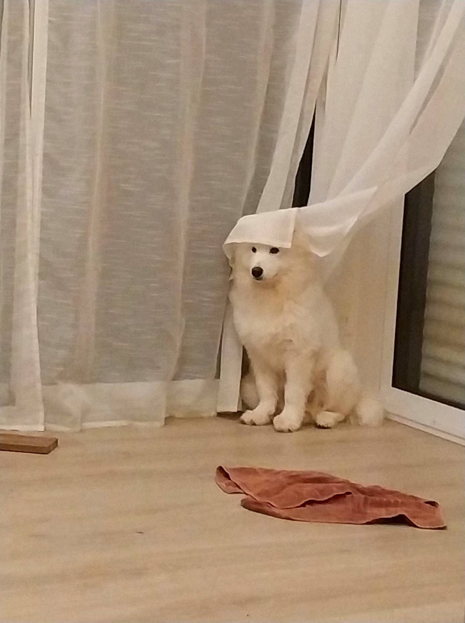 Reïko participe au concours pour gagner de l'argent avec cette photo : bichon, canidae, carnivore, companion_dog, dog, dog_breed, floor, flooring, fur, hardwood, interior_design, maltese, non_sporting_group, puppy, sporting_group, tail, textile, white, window, wood