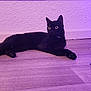 alert, animal, black_cat, cat, curious, cute, domestic_cat, ears, feline, flooring, indoor, lying_down, mammal, paws, pet, purple_light, relaxed, side_view, whiskers, wooden_floor