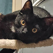 Nala a rejoint le concours — aidez-le/la à gagner de superbes lots ! black_cat, cat, pet, animal, feline, yellow_eyes, whiskers, fur, cute, indoor, resting, perch, closeup, portrait, curious, looking, soft, texture, ears, nose