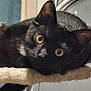 black_cat, cat, pet, animal, feline, yellow_eyes, whiskers, fur, cute, indoor, resting, perch, closeup, portrait, curious, looking, soft, texture, ears, nose