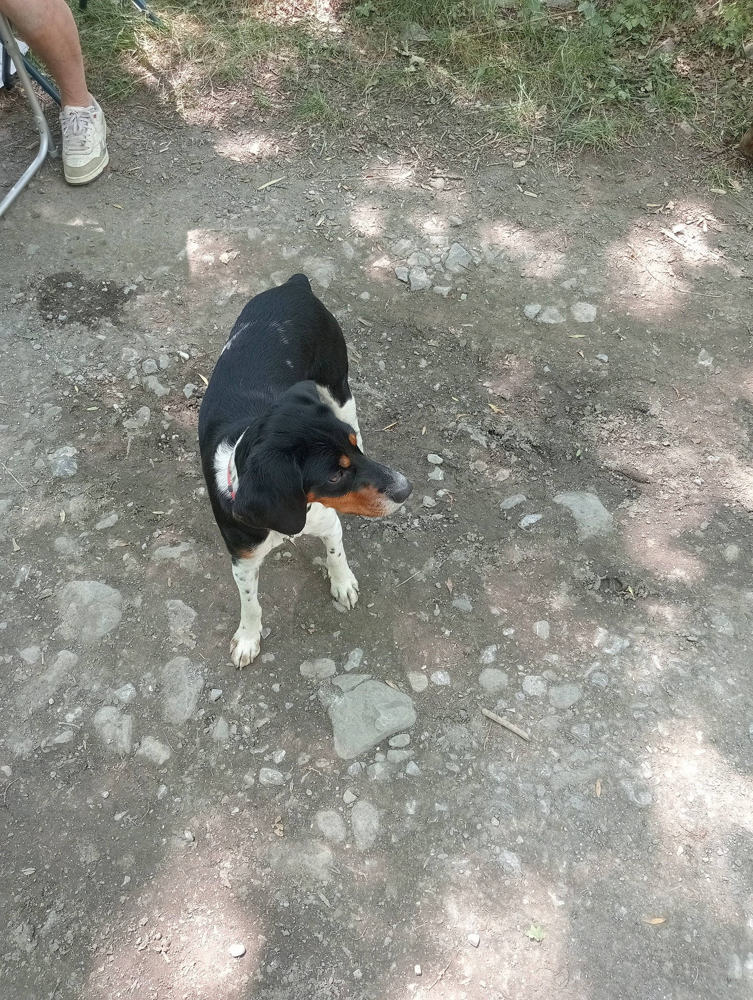 Tilly a rejoint le concours — aidez-le/la à gagner de superbes lots ! asphalt, canidae, carnivore, companion_dog, dog, dog_breed, foot, grass, human_leg, road_surface, shadow, snout, soil, sporting_group, tail, tar, terrestrial_animal, tints_and_shades, working_dog